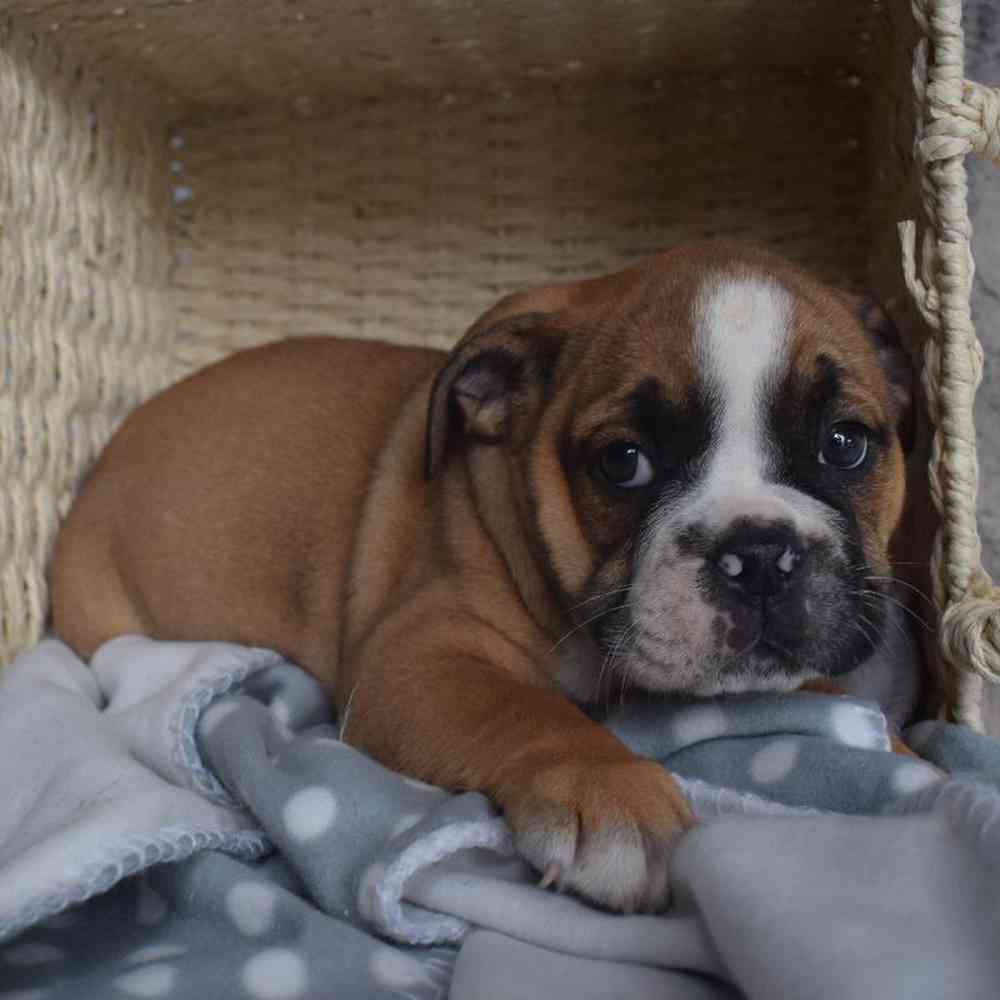 Female Boggle- doggle Puppy for sale