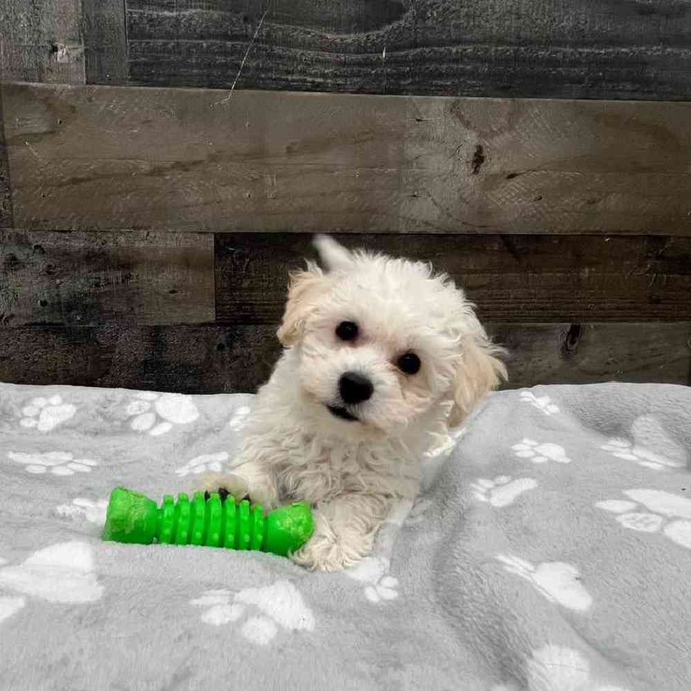 Image of a pet breed in the gallery