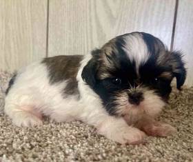 Shih Tzu