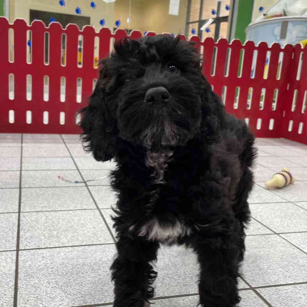 Dolly, Female Mini Poodle Puppy for sale in Troy