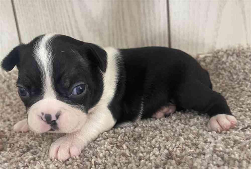 Image of a pet breed in the gallery