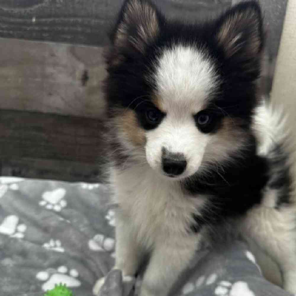 Image of a pet breed in the gallery