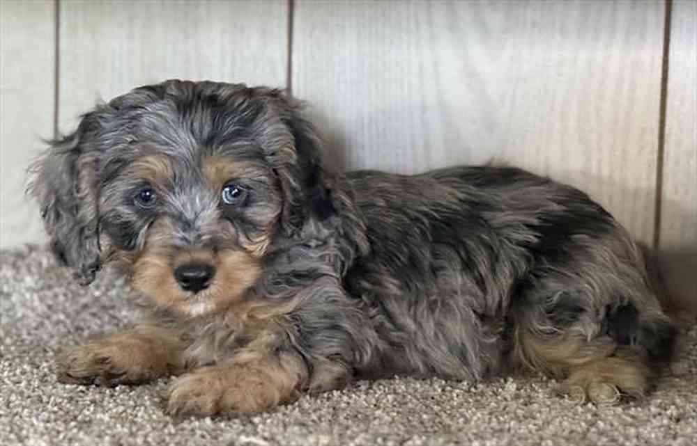 Benji