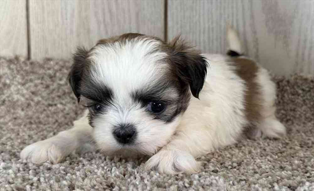 Image of a pet breed in the gallery