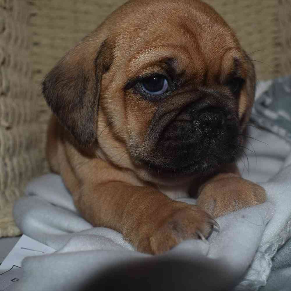 Male Puggle Puppy for sale