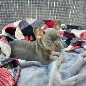 French Bulldog