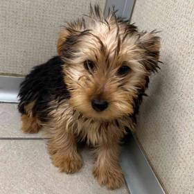 Yorkie