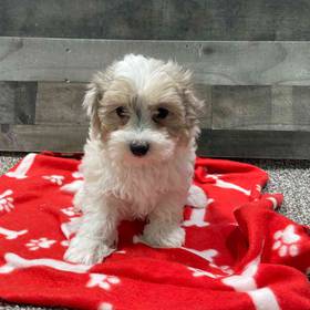 Maltipoo