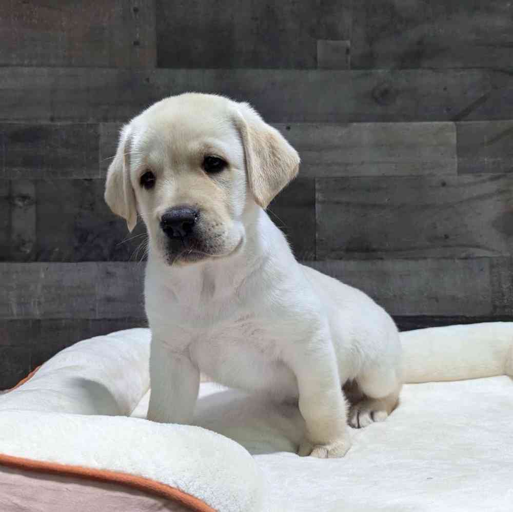 Image of a pet breed in the gallery