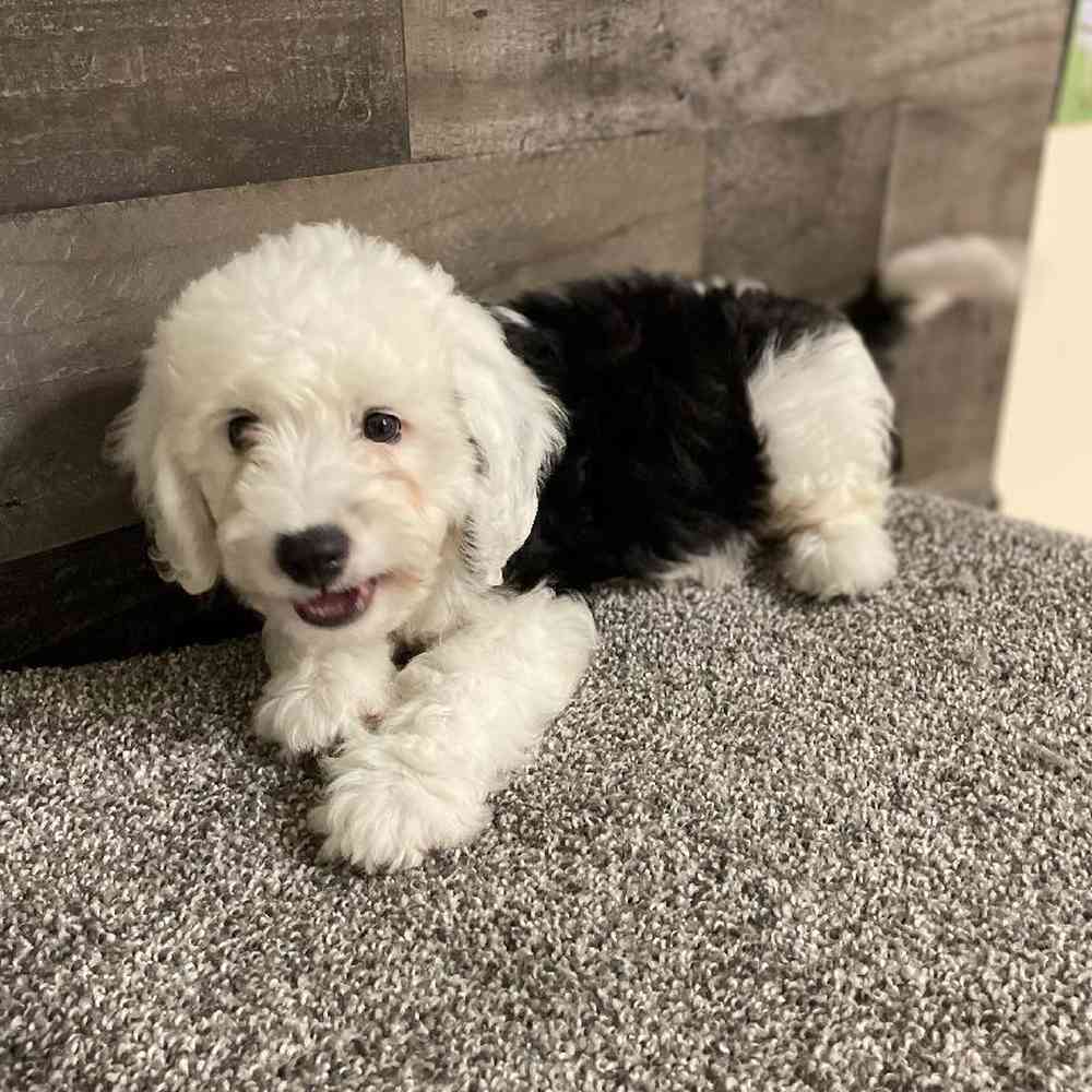 Male Mini Bernedoodle Puppy for Sale in Troy, MI