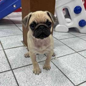 Pug
