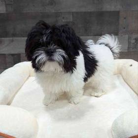 Shih Tzu-Bichon