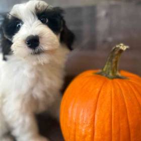Mini Bernedoodle