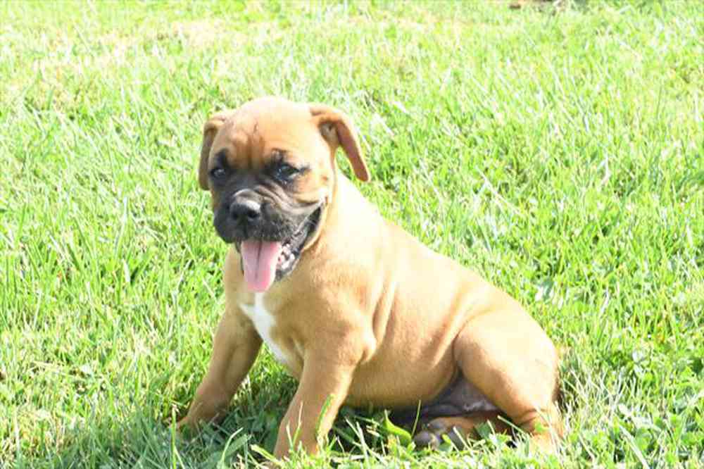 pet breed image