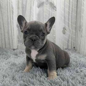 French Bulldog
