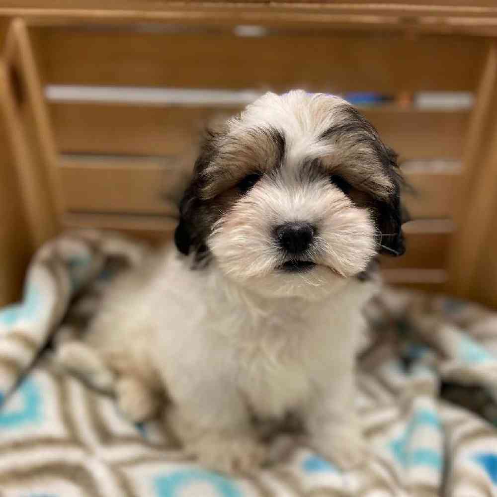 Male Coton Shih Tzu Puppy for sale