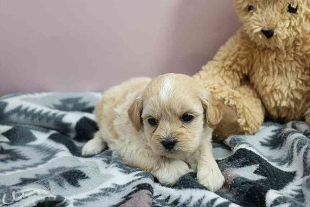 Shihpoo