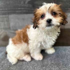 Shih Tzu-Bichon