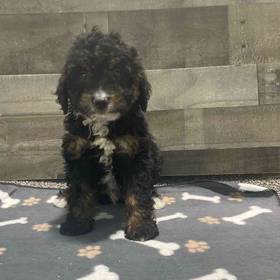 Mini Bernedoodle