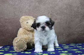 Shih Tzu