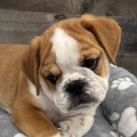 Mini Bullies
