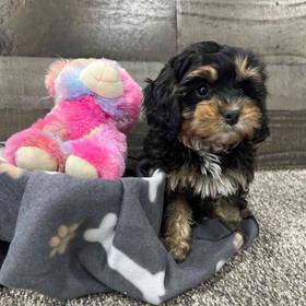 Cavapoo