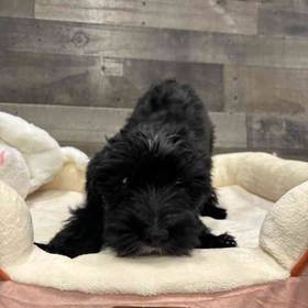 Yorkie-Poo