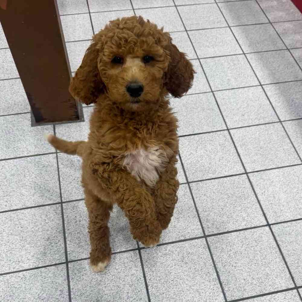 Image of a pet breed in the gallery