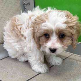 Cavachon