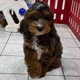 Cockapoo