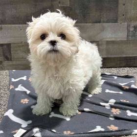 Shih Tzu-Bichon
