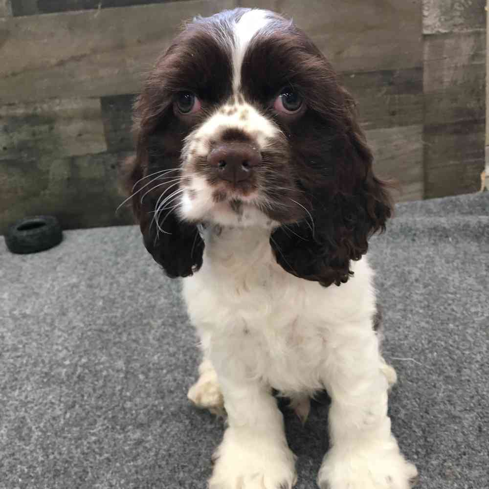 pet breed image