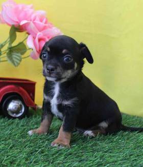 Chihuahua