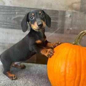 Dachshund