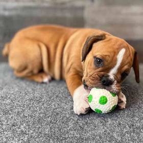 Bulldoggle