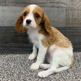 Cavalier King Charles Spaniel