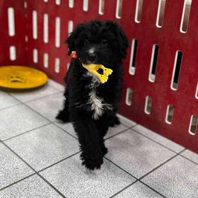 Mini Bernedoodle