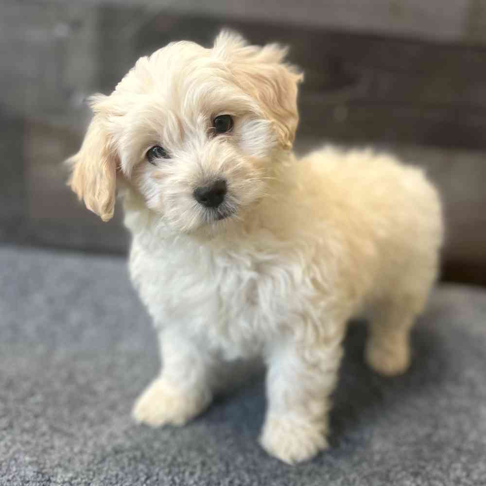 Image of a pet breed in the gallery