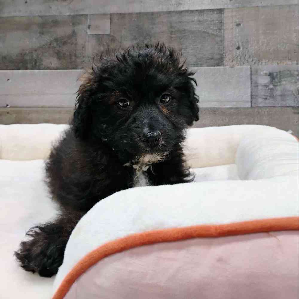 Image of a pet breed in the gallery