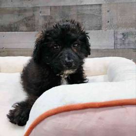 Pomeranian Poodle