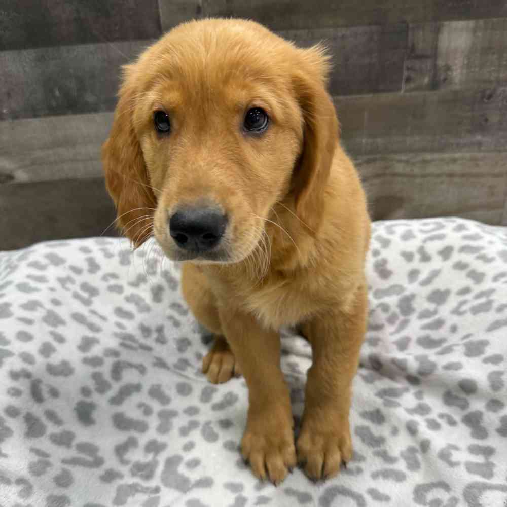 pet breed image