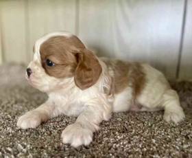 Cavalier King Charles Spaniel