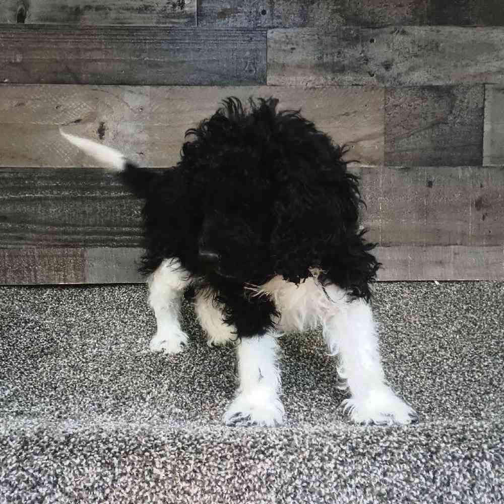 Male Cavapoo Puppy for Sale in Troy, MI