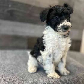 Schnoodle