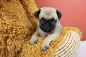 Pug
