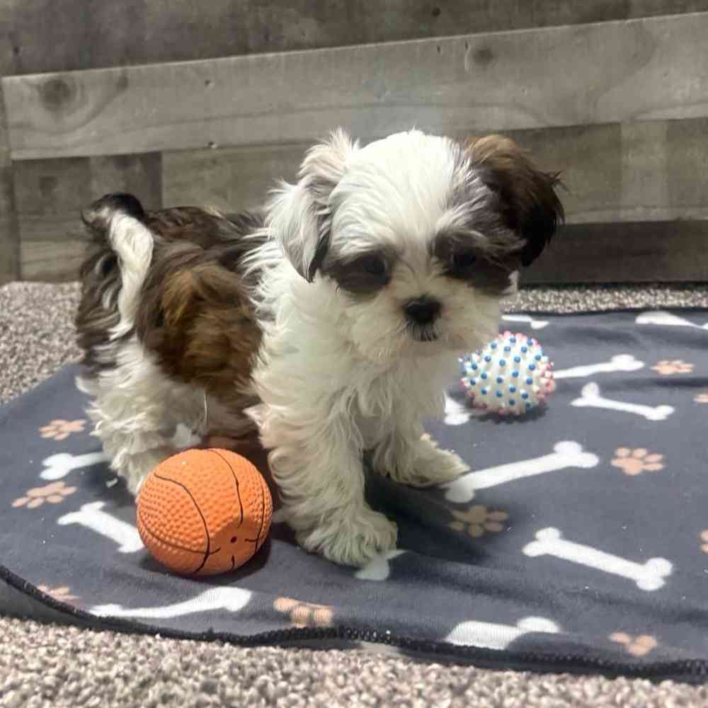 pet breed image