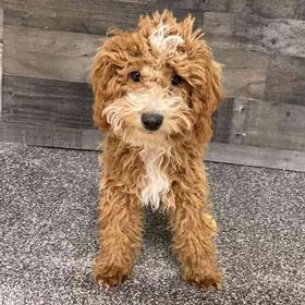Mini Poodle