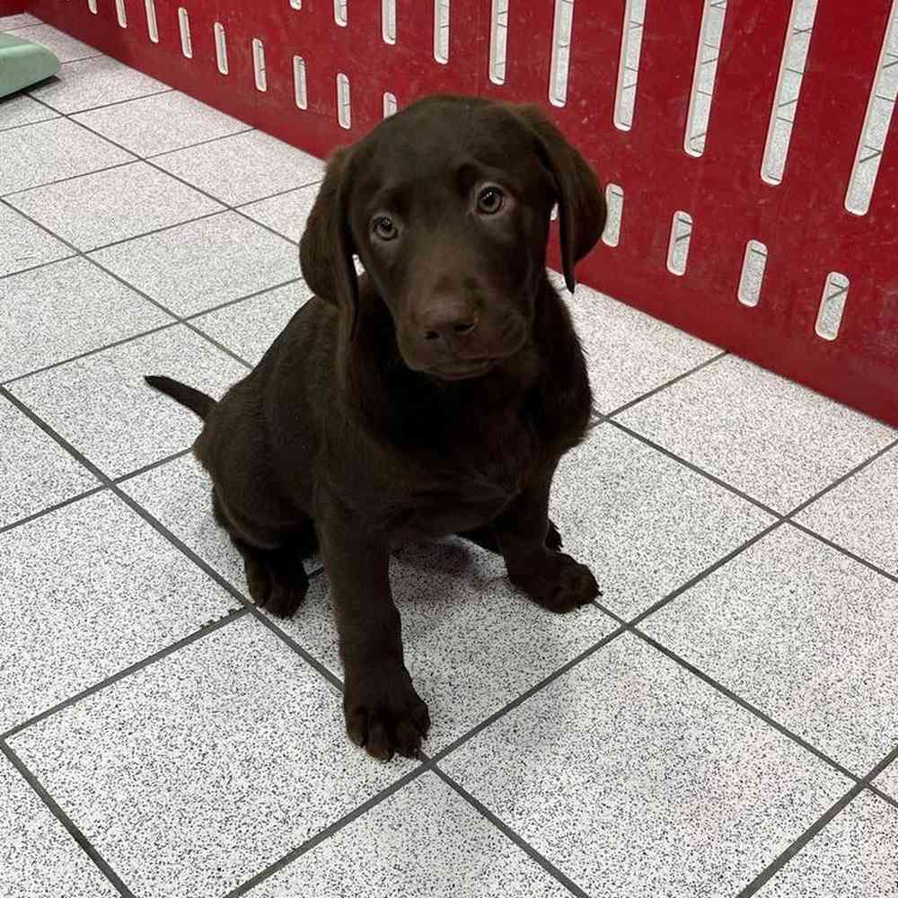 Rice, Female Labrador Retriever Puppy for sale in Troy