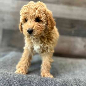 Mini Poodle