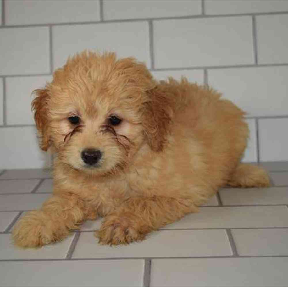 Female Toy Poodle/Labrador Retriever Puppy for sale